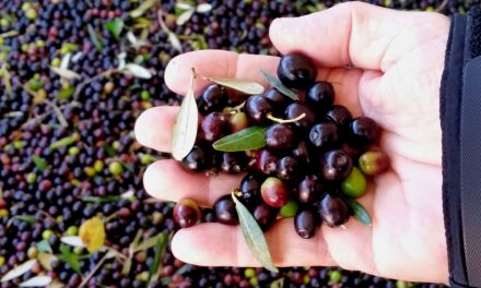 Malta and Umbria, a matter of Olive Oil
